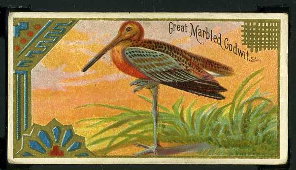 22 Great Marbled Godwit